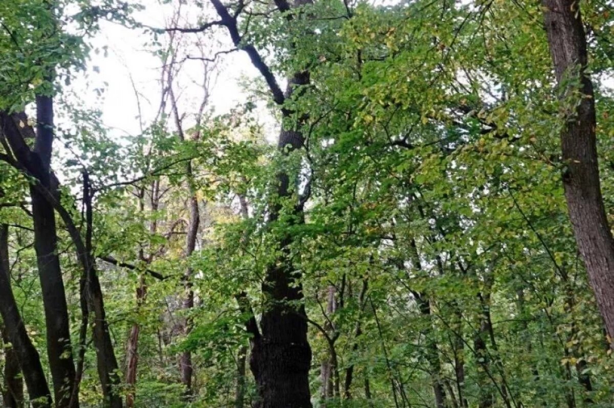    Саратовский 380-летний дуб включили в реестр старовозрастных деревьев
