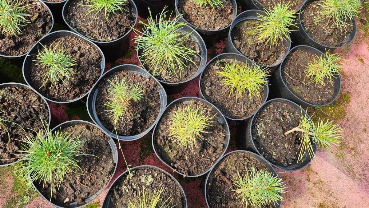    В 2026 году в Нижегородской области восстановят более 14 тыс. га леса