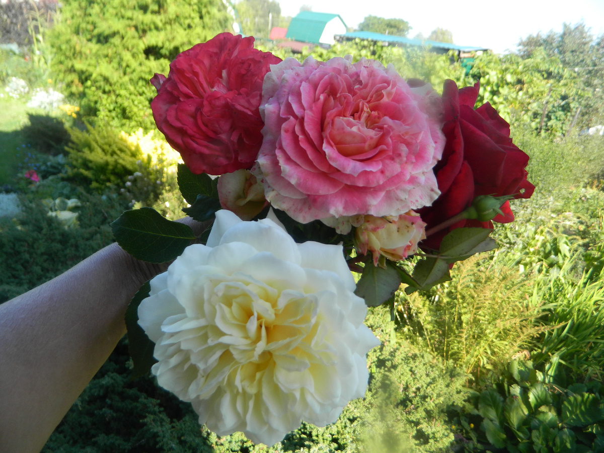 А я дарю вам еще один букетик роз из своего сада - вот ведь тоже маленнькая радость, пересматривать фотографии