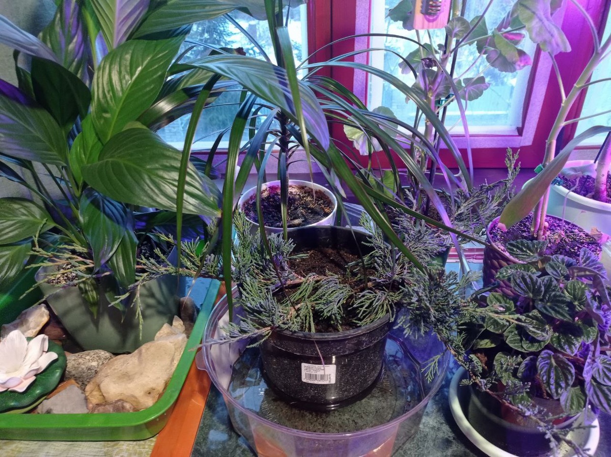 Спатифиллум стоит в поддоне, куда я наливаю воду, чтобы у него не пересыхали листья.