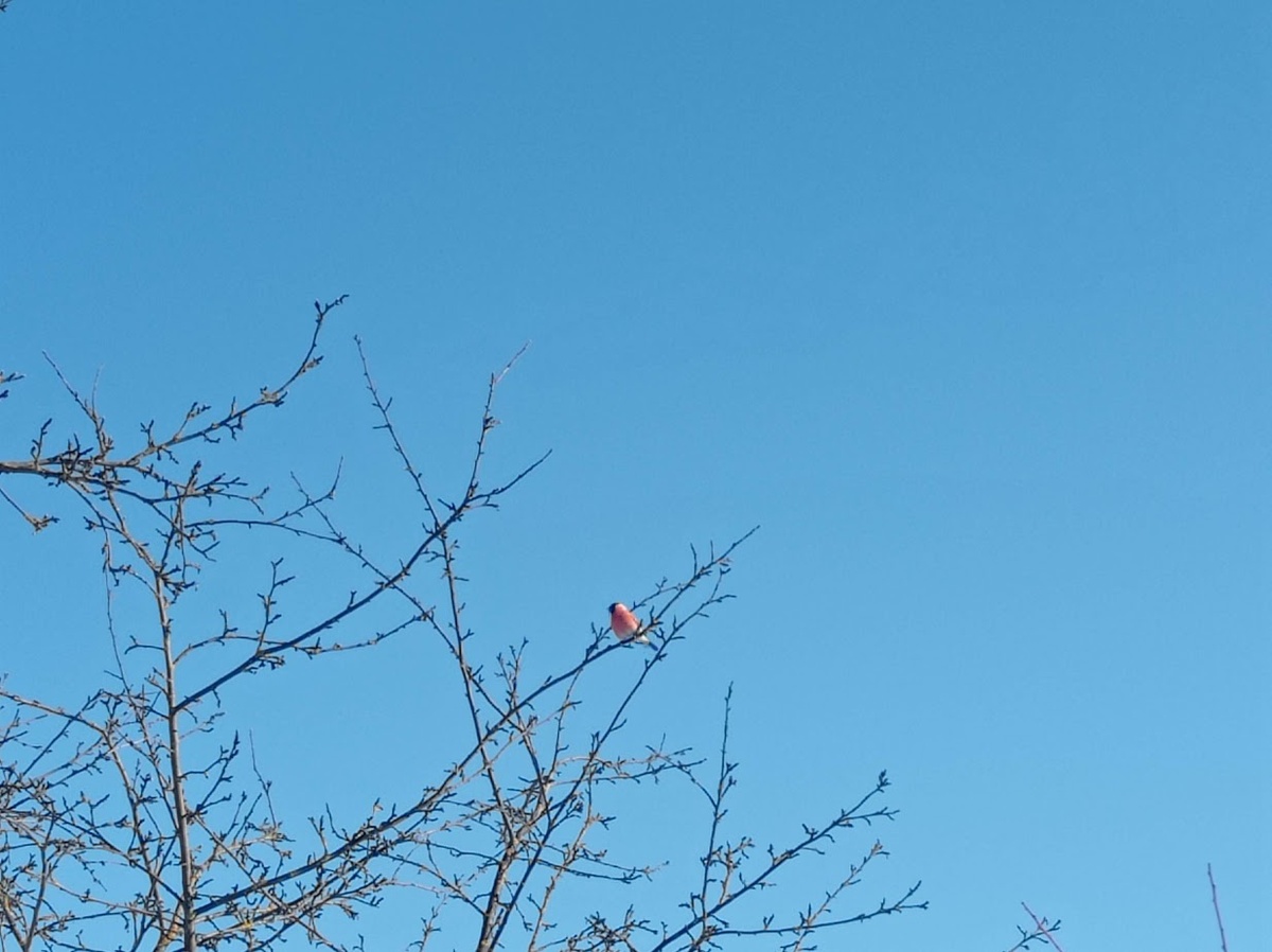 Снегирь. Один штук.