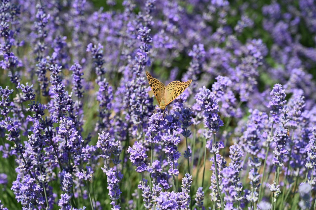 Фото: Гала Амарандо