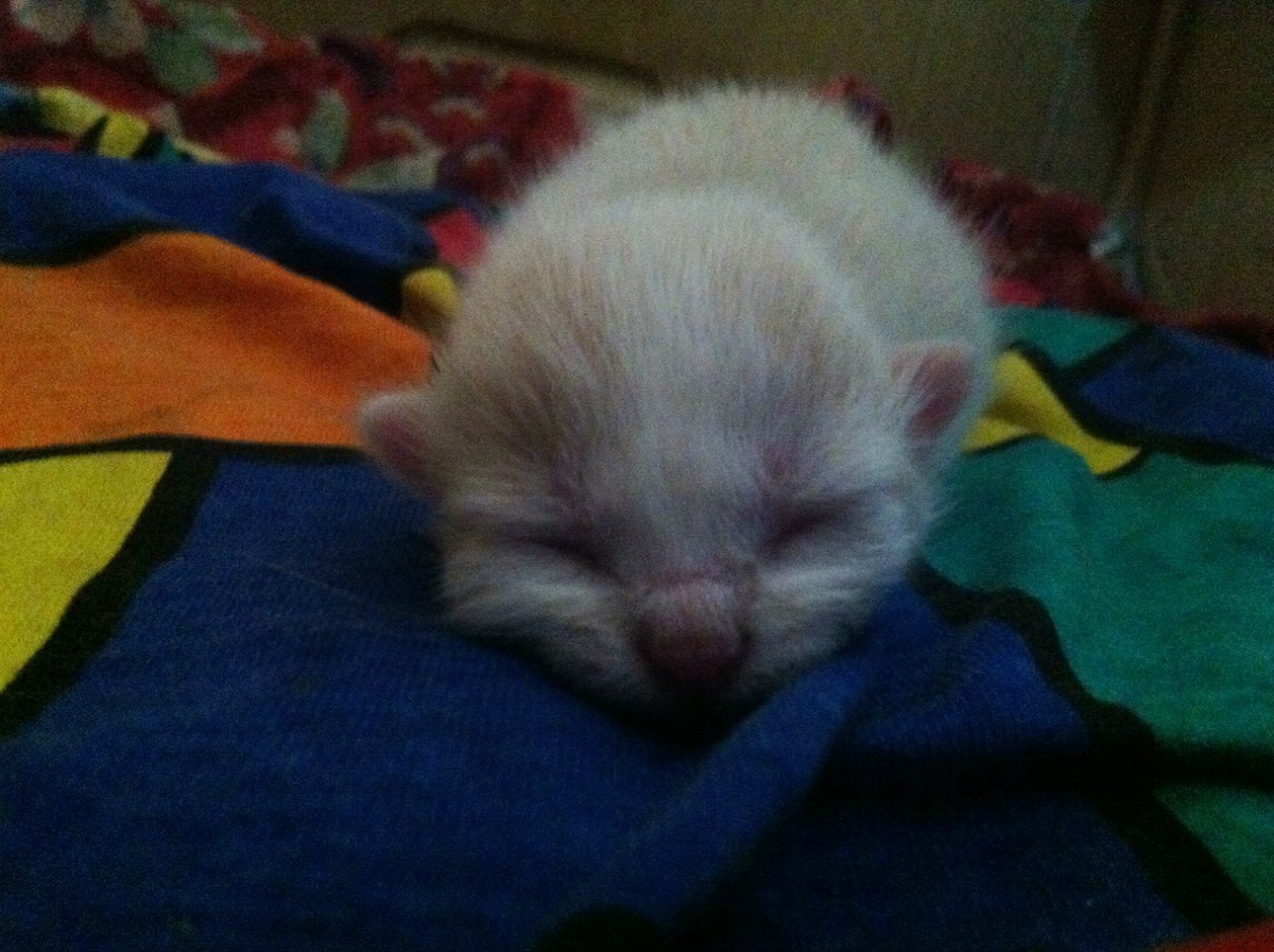    Фото: ГТРК Карелия