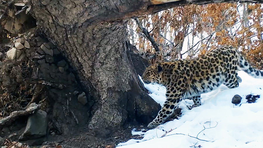    © АО "ТВ Центр"