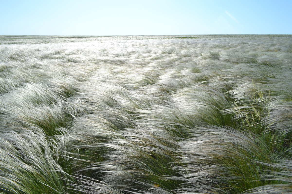 Массово цветущий ковыль на залежных землях. (фото автора)