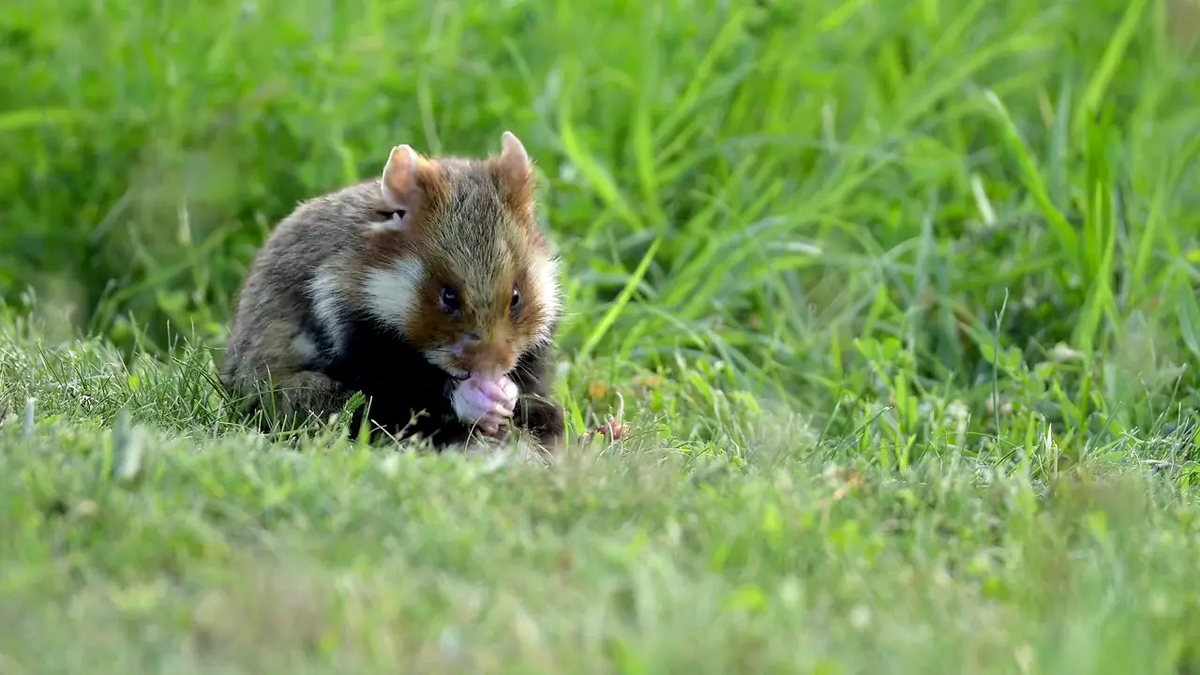 Интересные факты о хомяках