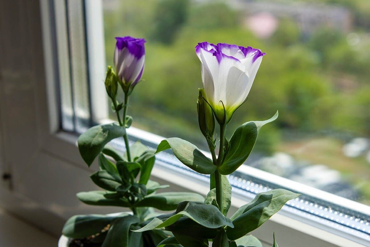 Эустома может цвести не только в саду, но и дома. Источник: Sunny March / Shutterstock / FOTODOM📷
