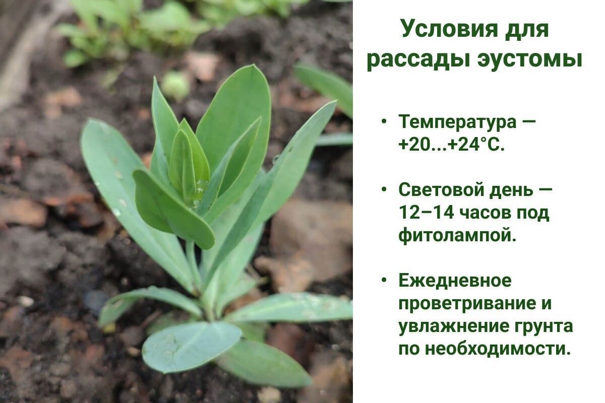 Условия прорастания семян. Источник: личный архив Анны Молчановой📷
