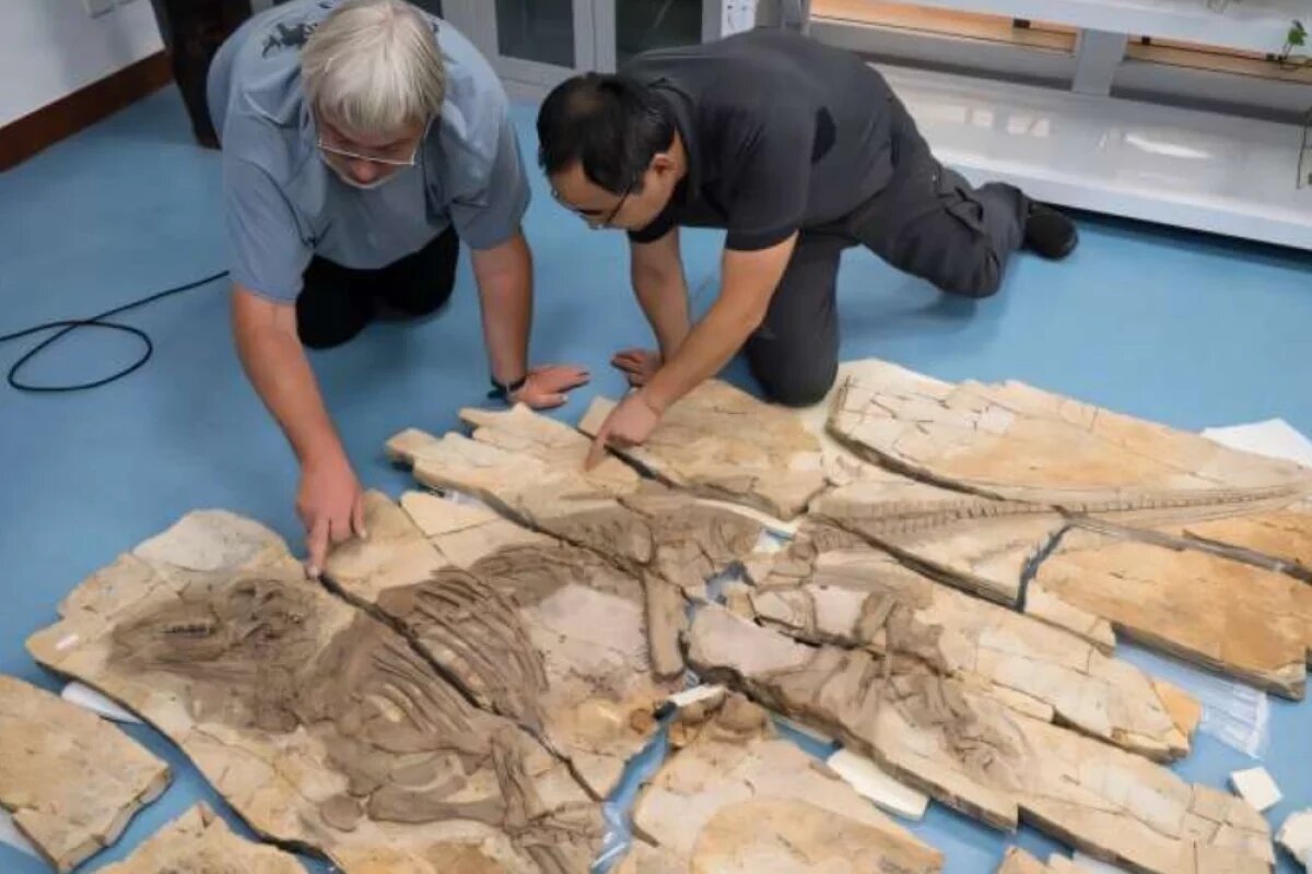    Окаменелость возрастом 125 миллионов лет была найдена в провинции Ляонин на северо-востоке Китая.