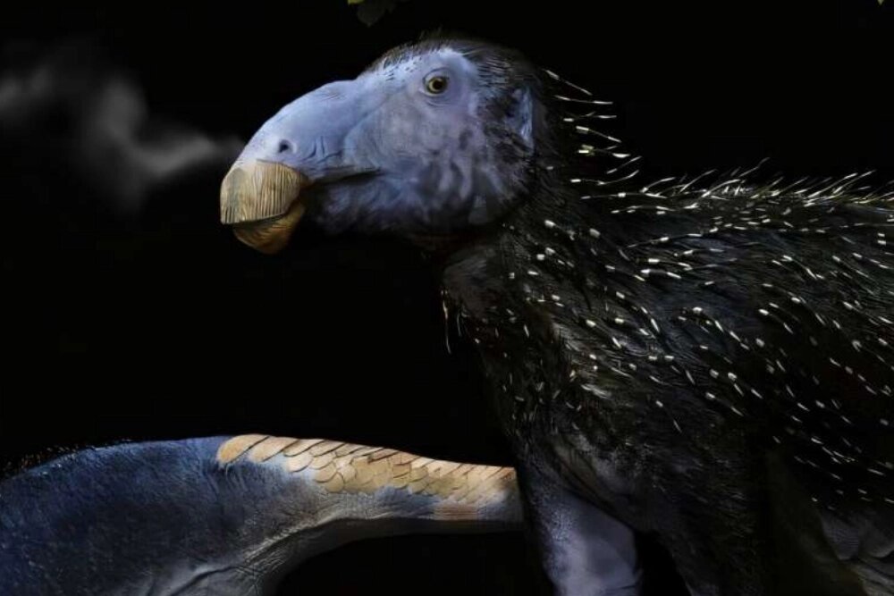    Растительноядный ящер Haolong dongi жил в мире, полном опасностей. Эволюция наградила зверя шипами, подобными иглам ежа или дикобраза. Фото: Nature Ecology & Evolution, Fabio Manucci