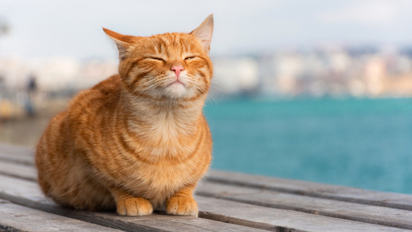   Gettyimages.ru Anna Pismenskova