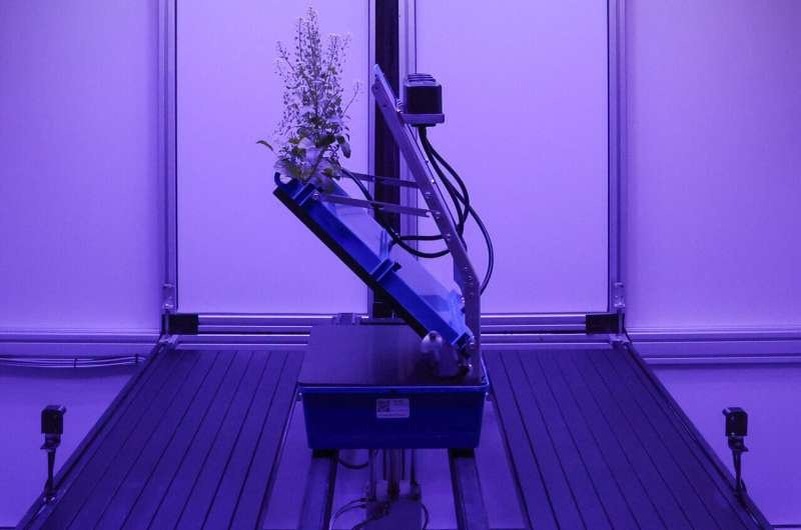    Корни кресс-салата запечатлены автоматической камерой. Автор: Микаэла Блюдорн, ORNL/Министерство энергетики США.