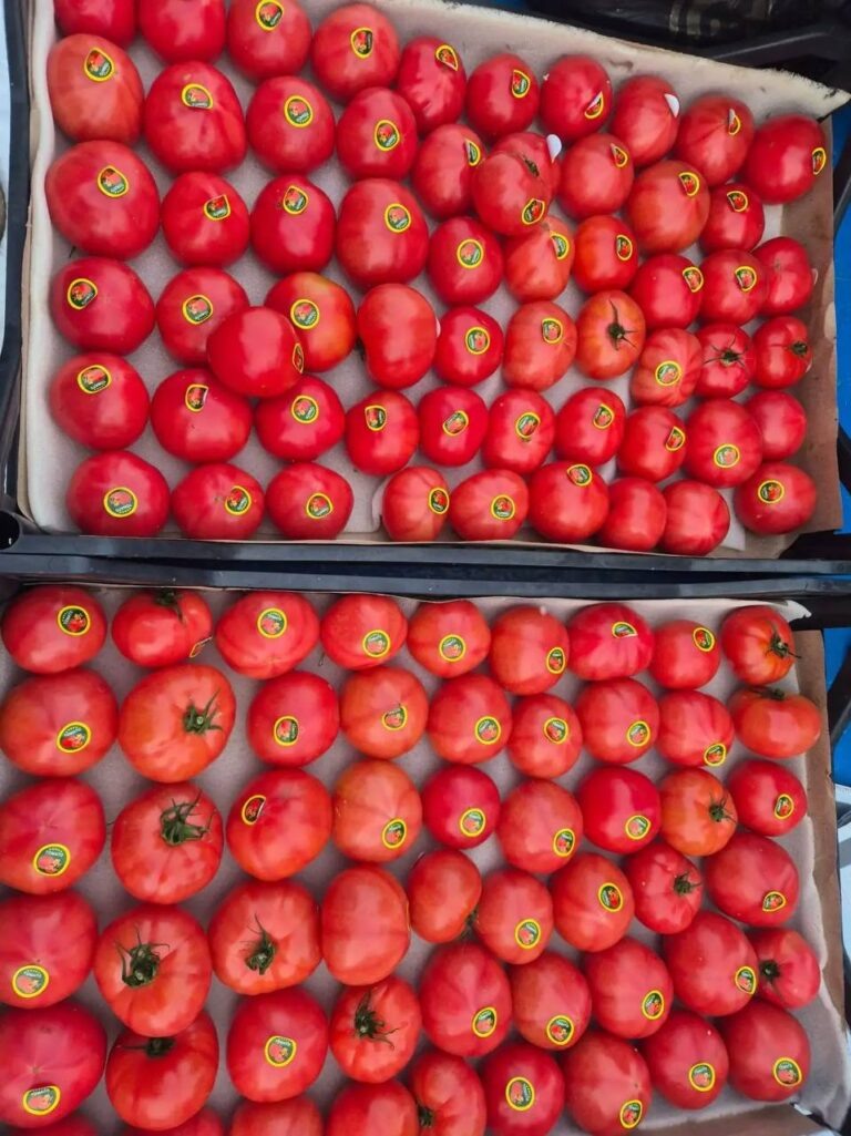    В Оренбуржье задержали 18 тонн томатов с опасной молью Оренбуржье