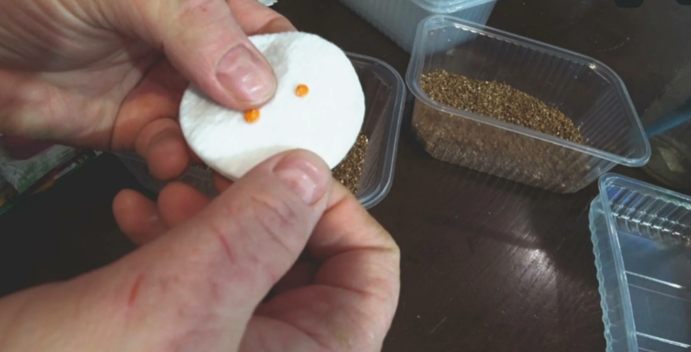 Чем обработать семена баклажан перед посадкой