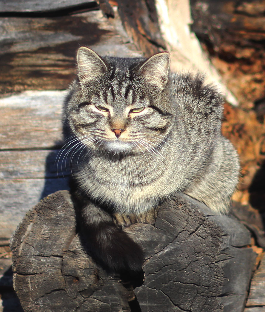 котенок Кисик резко заматерел