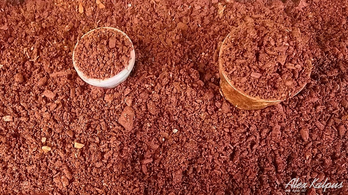 Молотый эндро - природный краситель для пасхальных яиц. Никакой химии!