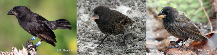 Слева — средний земляной вьюрок Geospiza fortis, издавна проживающий на острове Дафне; в центре — большой кактусовый земляной вьюрок G. conirostris с острова Эспаньола; справа — «большая птица», представитель нового гибридного вида, возникшего на Дафне в результате скрещивания залетного самца G. conirostris с самкой G. fortis. Фото с сайта inverse.com