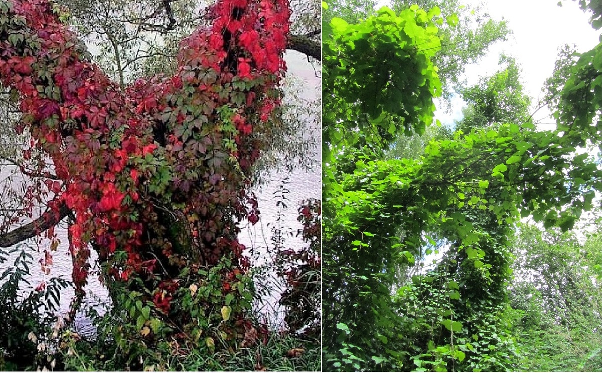И в Подмосковном лесу млжно встретить виноград. Слева - виноград Девичий. Справа - виноград Амурский