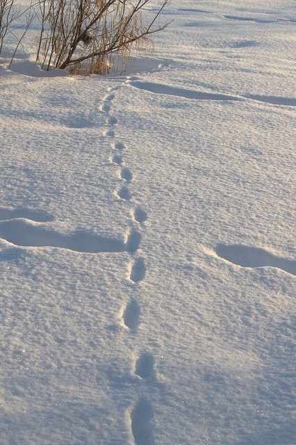 Следы лисицы в Керженском заповеднике