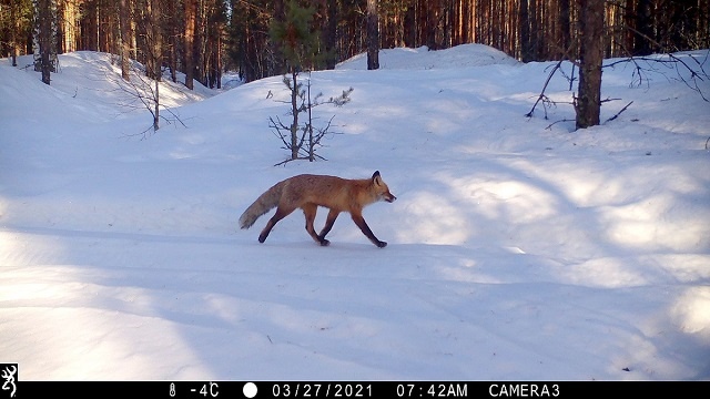 Лисица в Керженском заповеднике