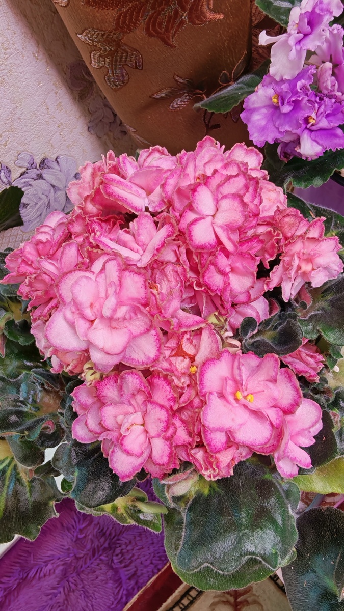 АВ-Капучино