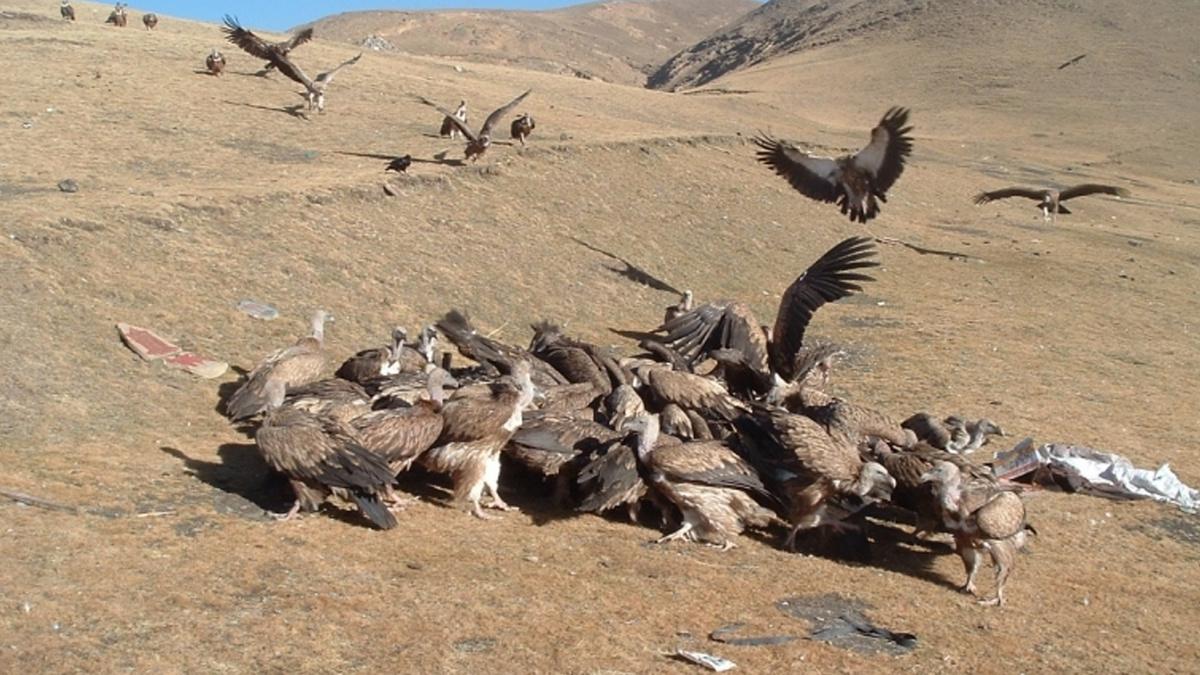 Грифы слетаются мгновенно