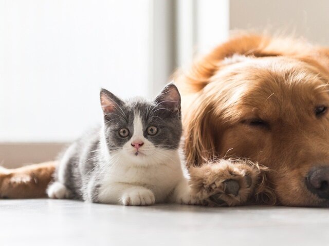    Фото: depositphotos/chendongshan