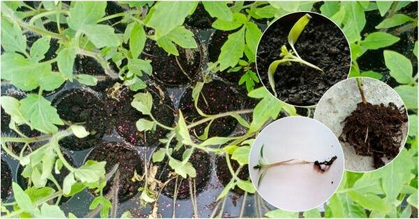 🌱Секреты опытных дачников: Как защитить рассаду от "Черной ножки" без лишних хлопот 🌱