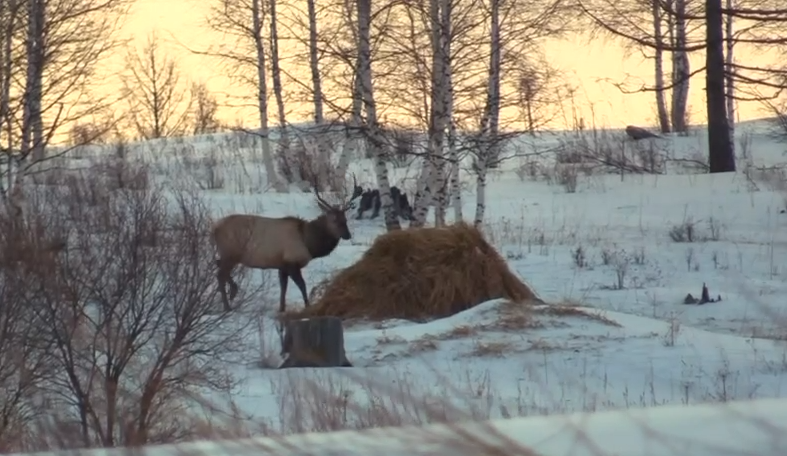 скриншот видео Мниприроды Хакасии