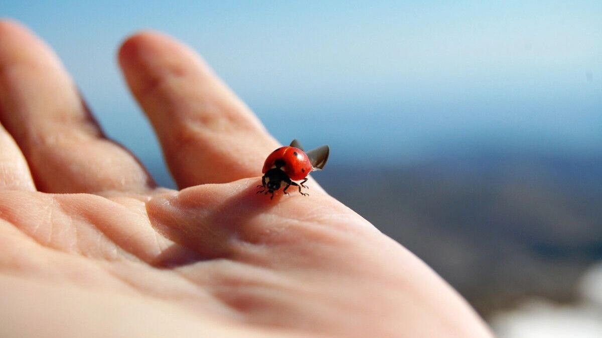   Из-за аномального тепла в Ставрополе проснулись божьи коровки и набухли почки   Pxhere