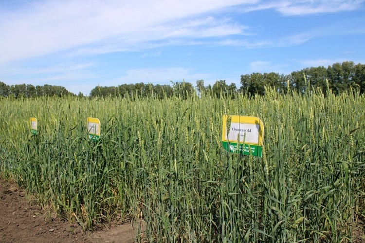    Фото: Омский аграрный научный центр