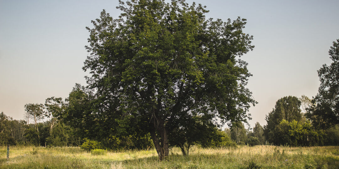 Новосибирская область в числе лидеров по борьбе с лесными пожарами