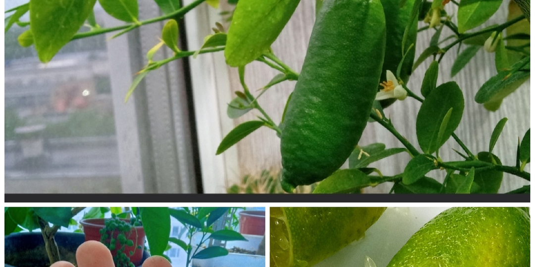 Мои сорта цитрусовых растений для домашнего выращивания. Австралийские микроцитрусы. Часть 3