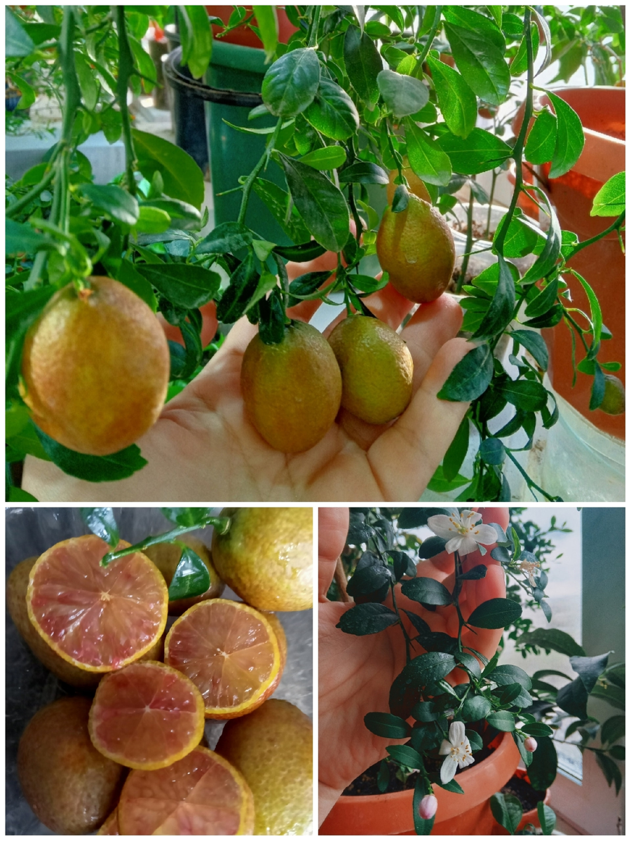 Микроцитрус Кровавый лайм