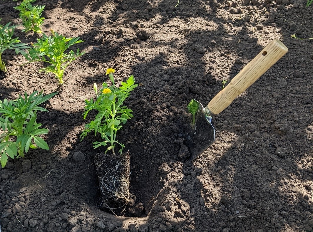 Высадка рассады бархатцев в открытый грунт
