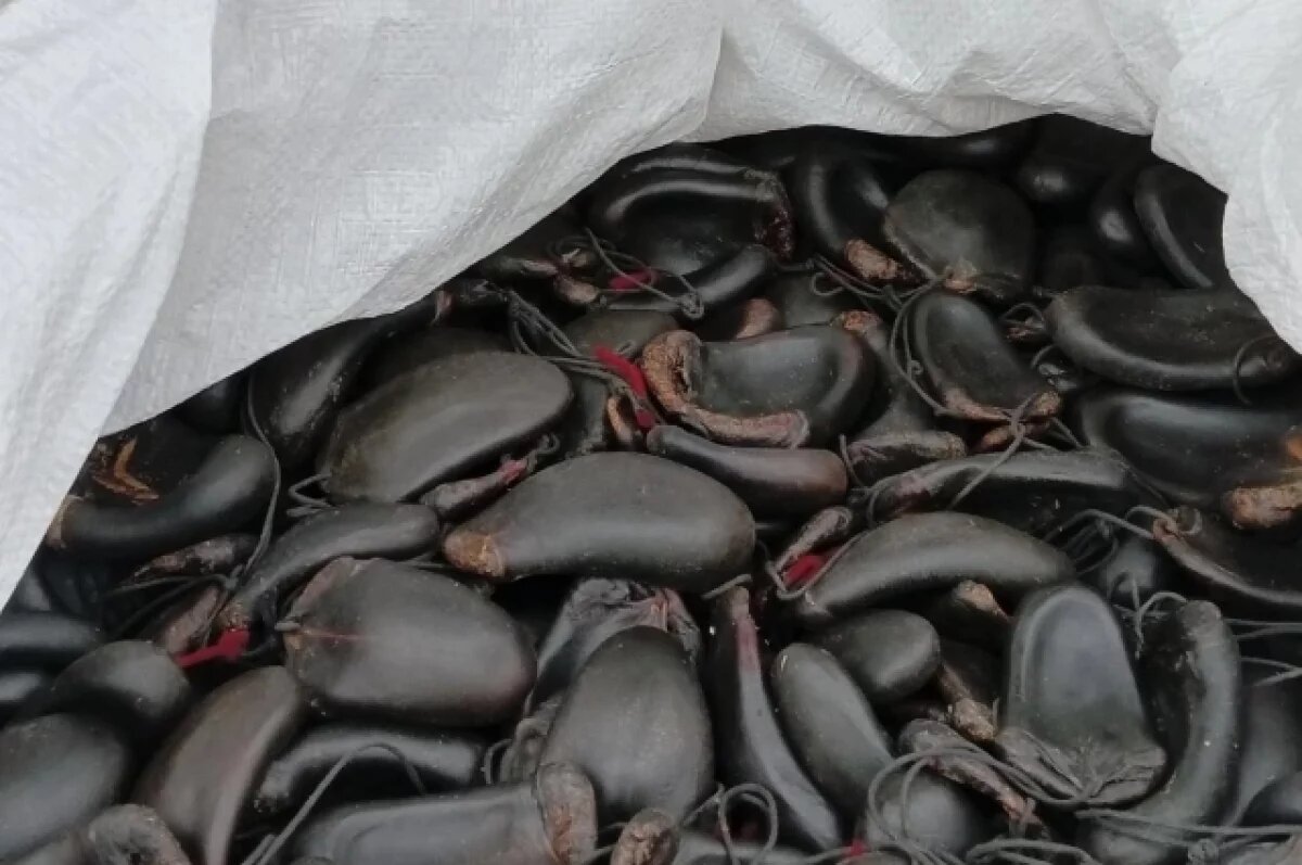    Первая партия 2026 года сухих хвостов марала уехала из Кузбасса в Гонконг