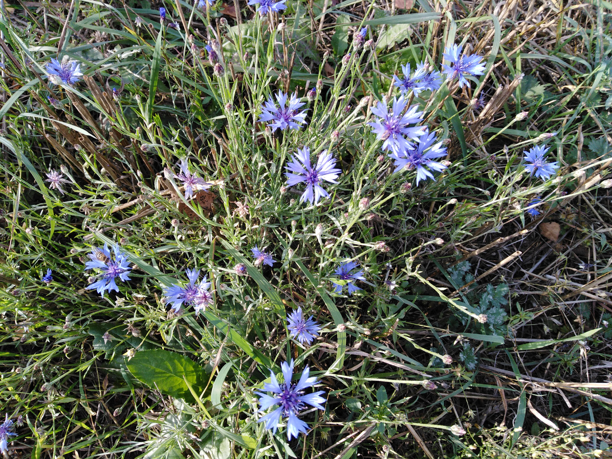 Василёк синий в поле и в саду >>>
