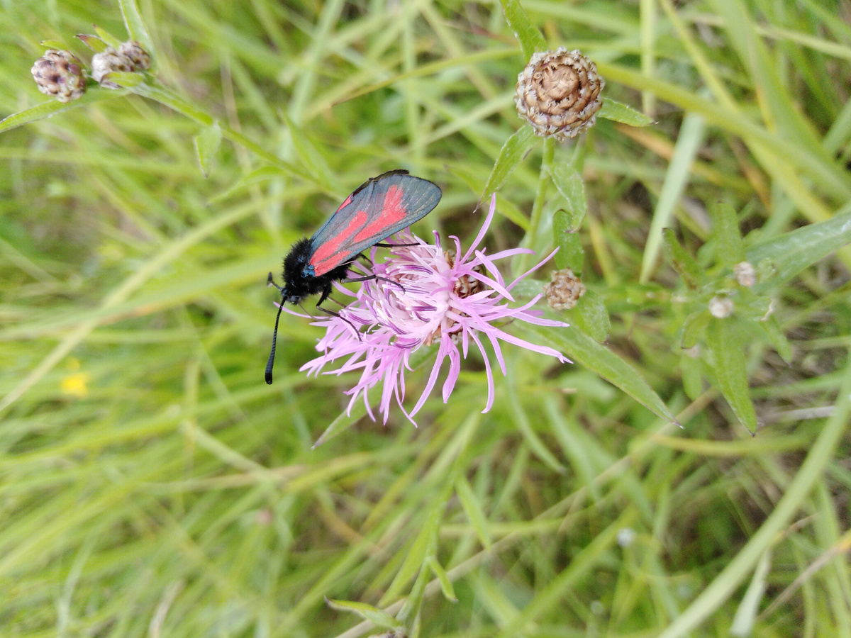 Василёк луговой