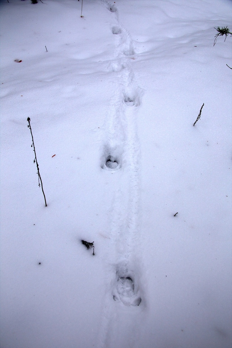 Следы кабана на мелком снегу в Керженском заповеднике