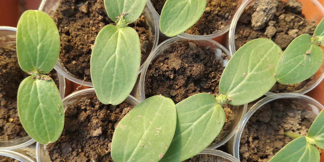 Ах, огурчики!