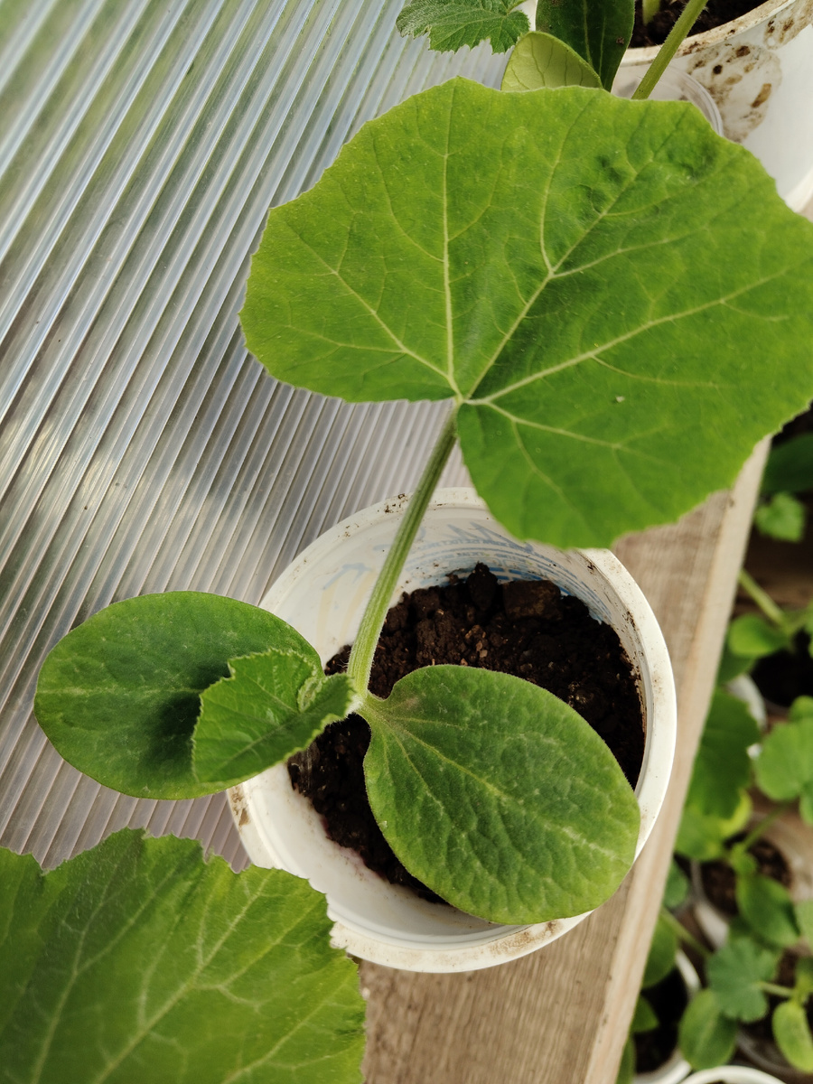 Фото моё. Угадайте, что это за растение?)