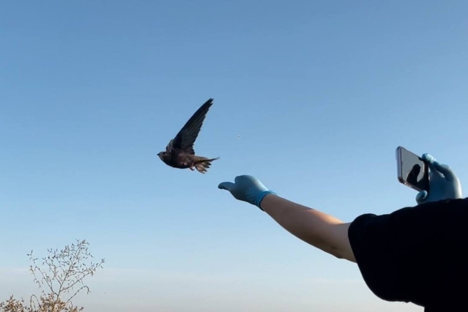    Девушка спасает диких птиц за свой счёт.