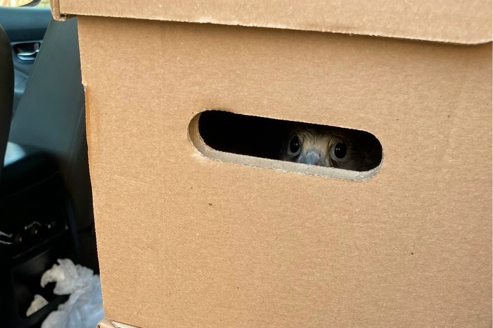    Пациентов к птичьему Айболиту везут со всей области.