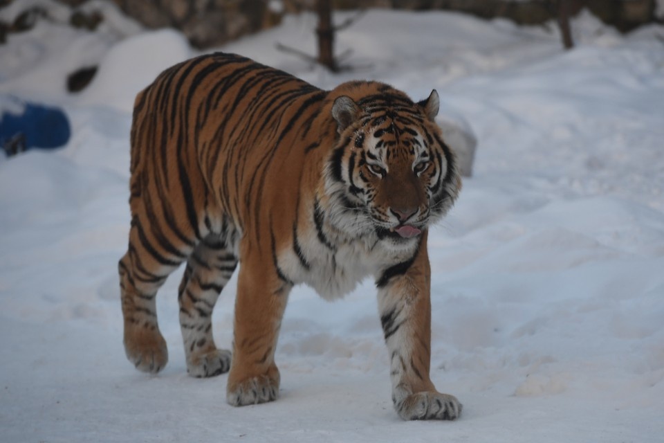    Мужчину растерзали в 20 километрах от населенного пункта Михаил ФРОЛОВ