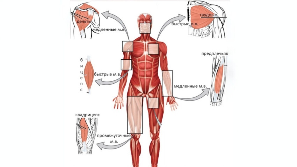 Примерное содержание МВ по мышцам