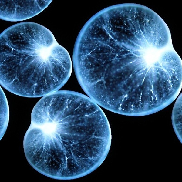 Ночесветки