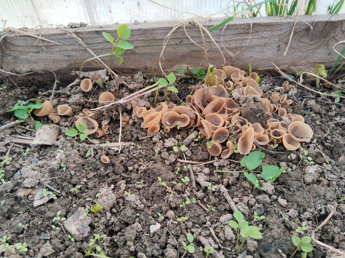 фото из чата Дачного агронома