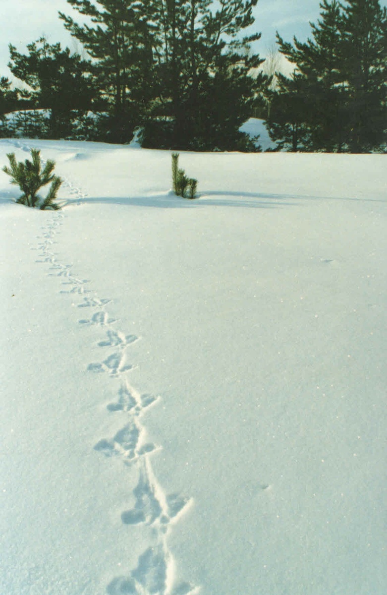 Следы глухаря в Керженском заповеднике