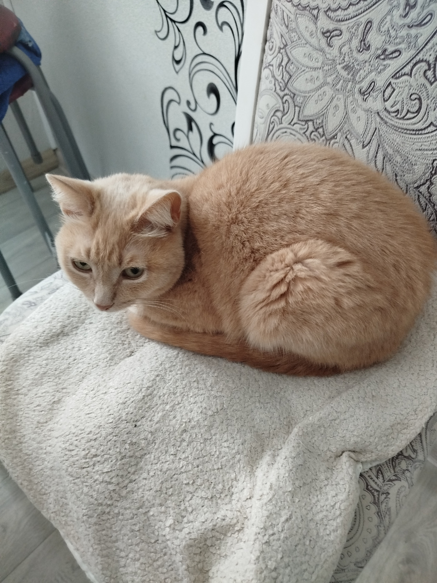 Хитрая, рыжая морда.