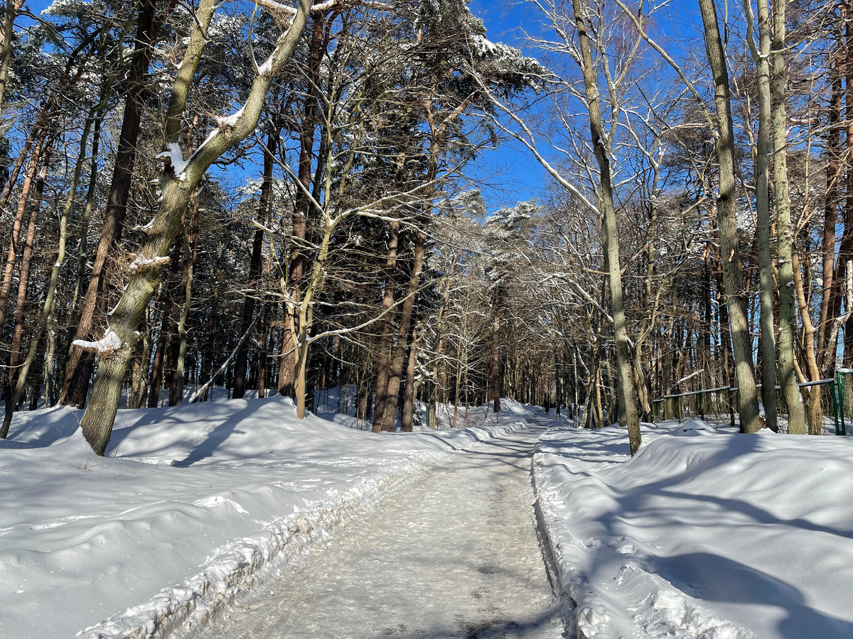 г. Светлогорск, лес в парке творчества "Муза"